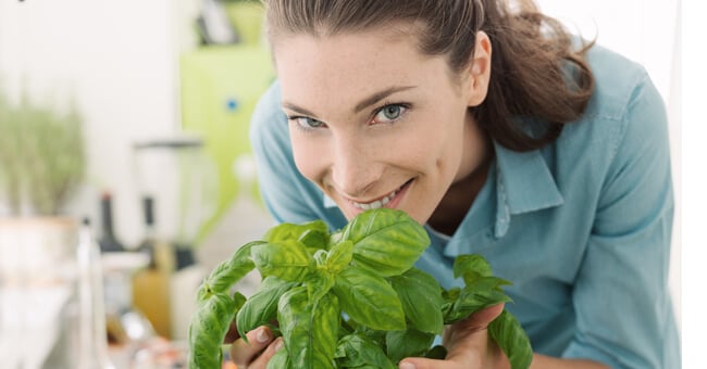 Coltiviamo il tulsi. Il basilico antietà