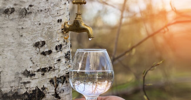 Linfa di betulla, proprietà e benefici