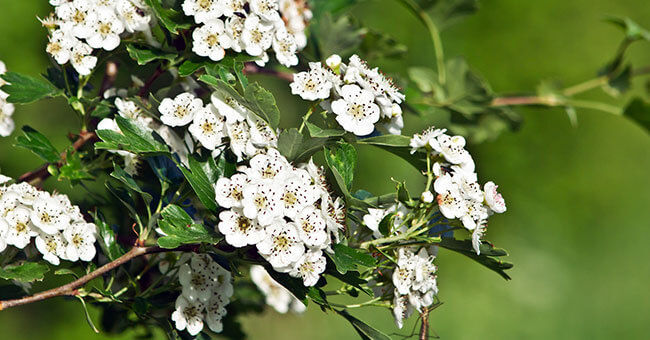Biancospino e tiglio, l'accoppiata vincente amica del cuore