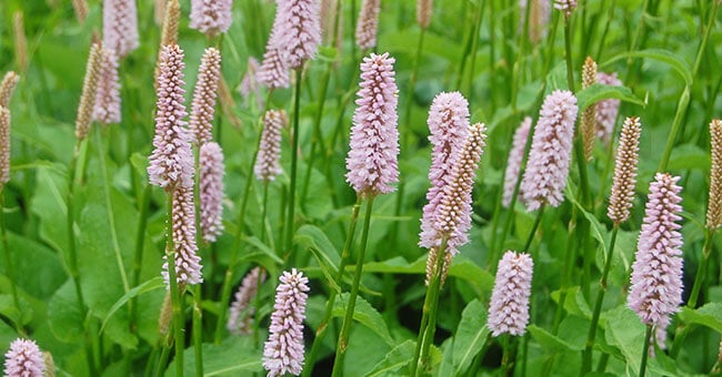 Bistorta, la selvatica che toglie l'infiammazione e cura il microcircolo