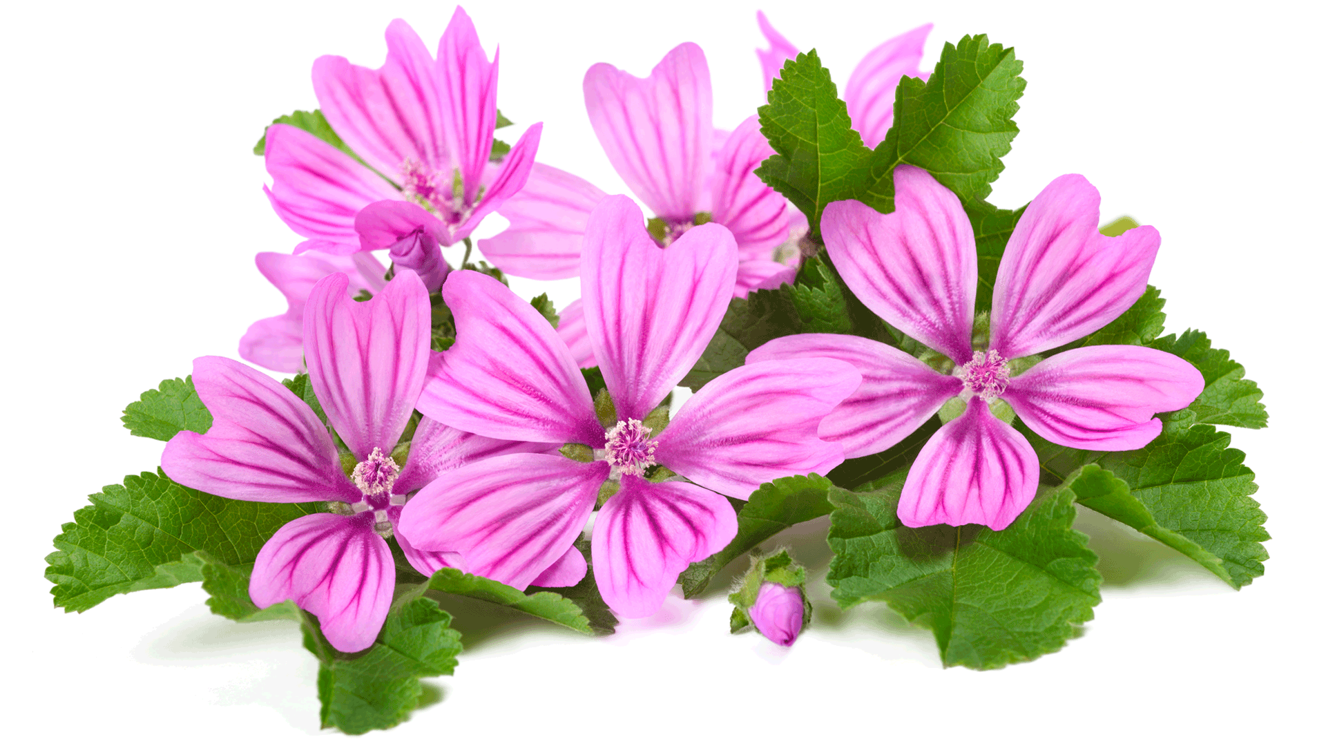 Stipsi: i rimedi naturali