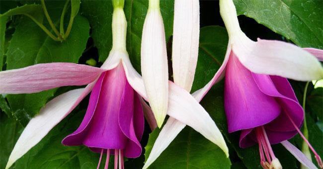 Non riesci a concentrarti? Prova Bush fuchsia