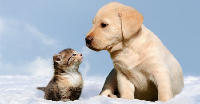 Cani e gatti: intestino a rischio