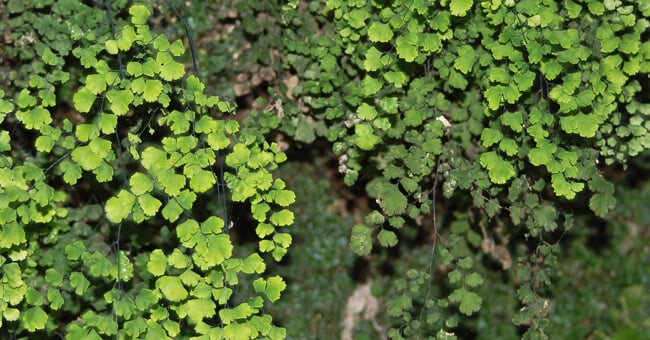 Capelvenere: proprietà, principi attivi e modi d'uso