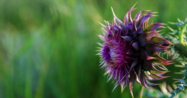 Rigenera il fegato con il cardo mariano