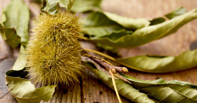 Castagno: il drenante autunnale dalle proprietà antisettiche