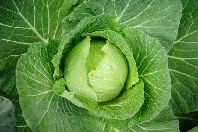 Cavolo... Quanto ti fa bene!