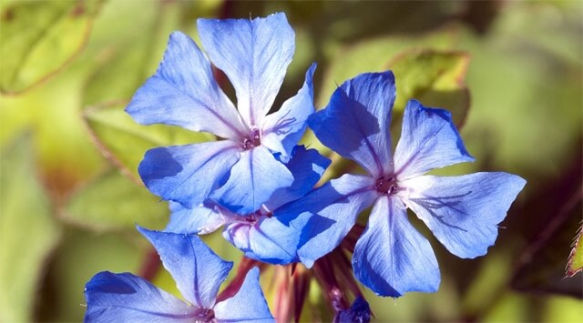 Cerato scaccia via stress e gastrite