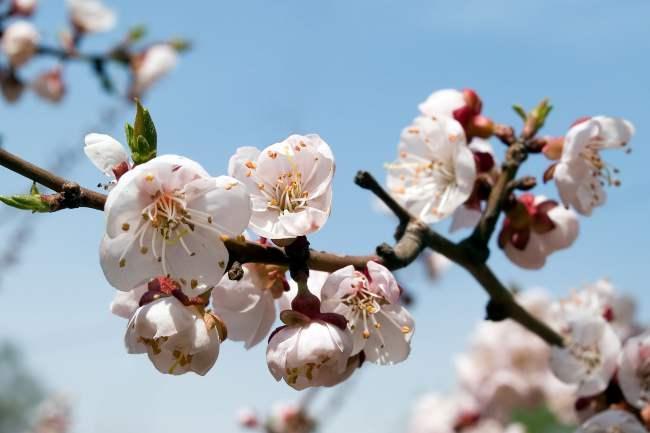 Cherry plum placa le tensioni di fine inverno