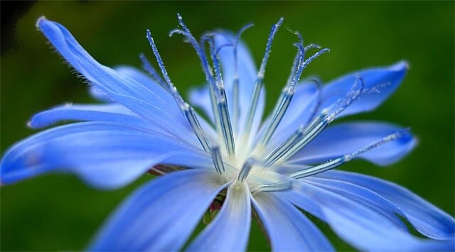 Chicory aiuta gli insicuri aggressivi