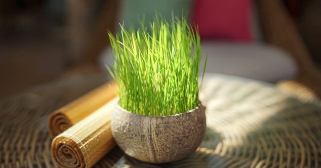 Citronella: allontana tensione, stanchezza, dolori e zanzare