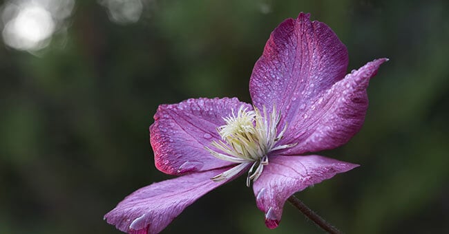 Clematide, il fiore che stimola la concentrazione