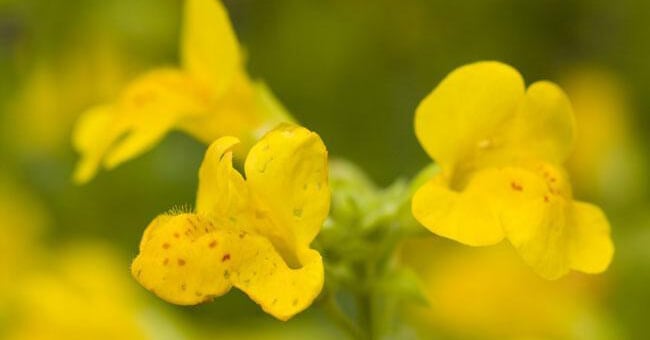 La colite: i rimedi naturali su misura
