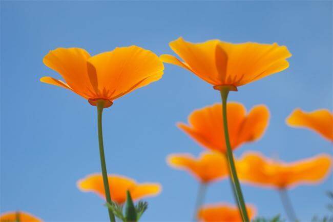 Con escolzia via tensioni e insonnia