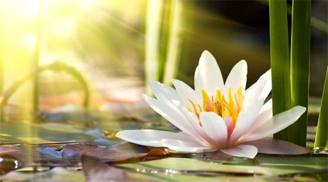 Con il fior di loto riattivi il collagene