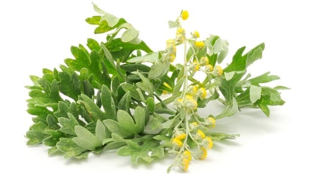 Con l'assenzio la milza ritrova vigore