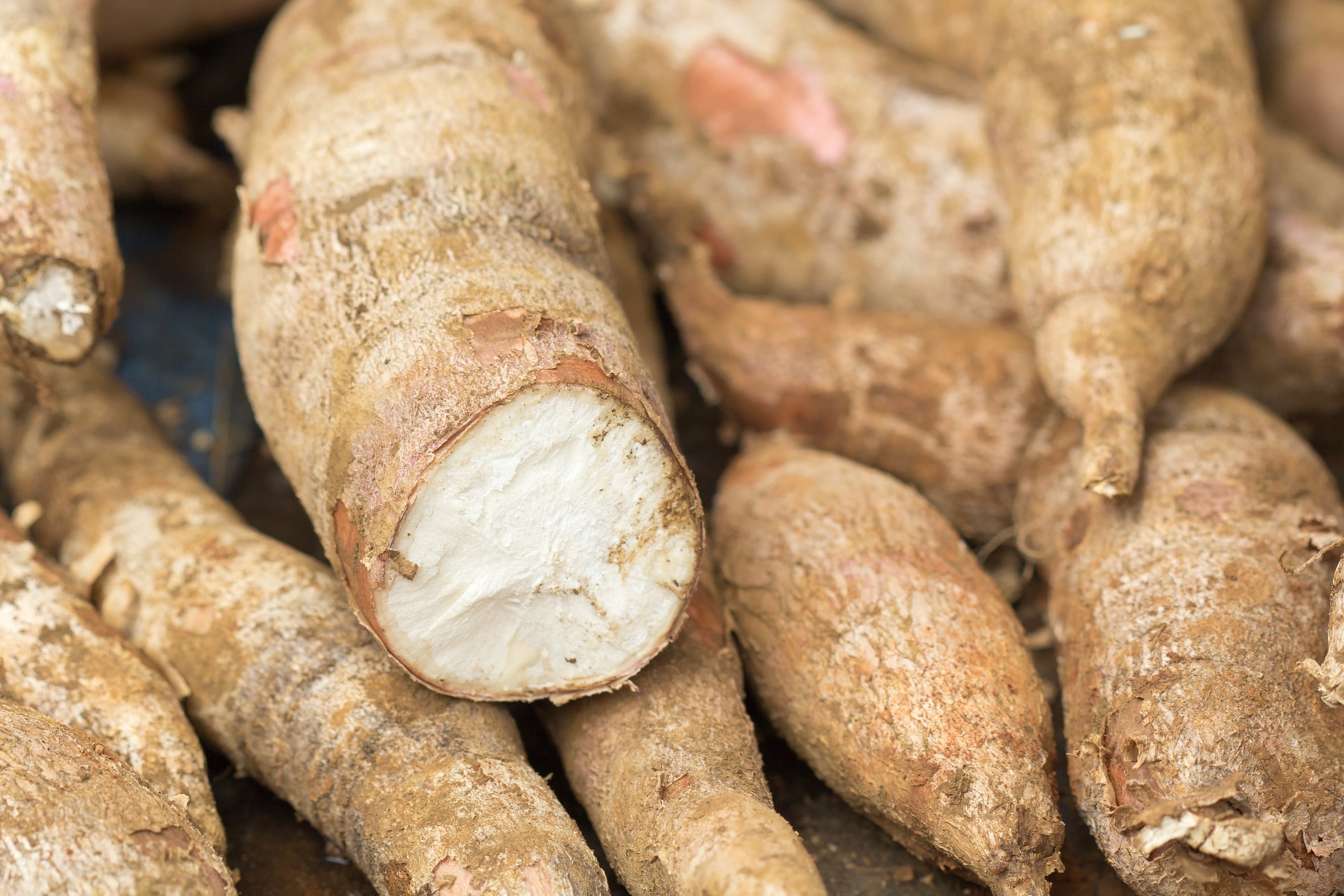 Con la yucca ti depuri e fai il pieno di energia