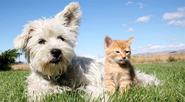 Con thuja li vaccini senza disturbi