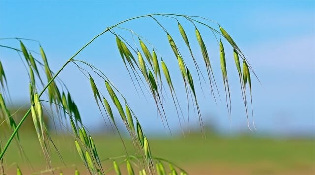Con wild oat addio a dolori e insicurezze