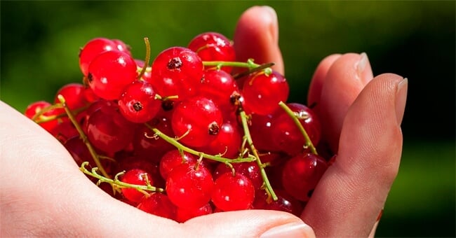 Contro i disturbi femminili prova mirtillo rosso e lampone