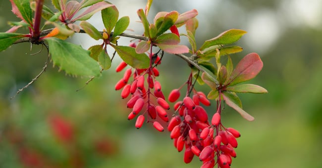 Col crespino proteggi fegato e vie urinarie