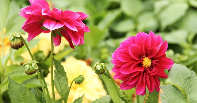 Crisantemo, il rimedio ideale contro raffreddori, febbre e colpi di calore