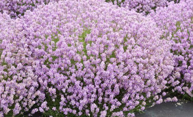 Curiamo la colite con la fitoterapia