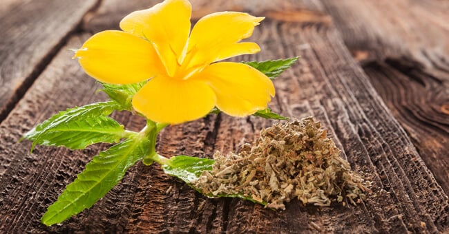 Damiana: proprietà, benefici e controindicazioni