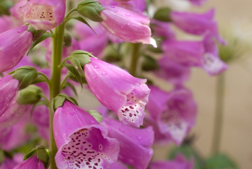 Digitalis purpurea, il rimedio che fa bene al cuore