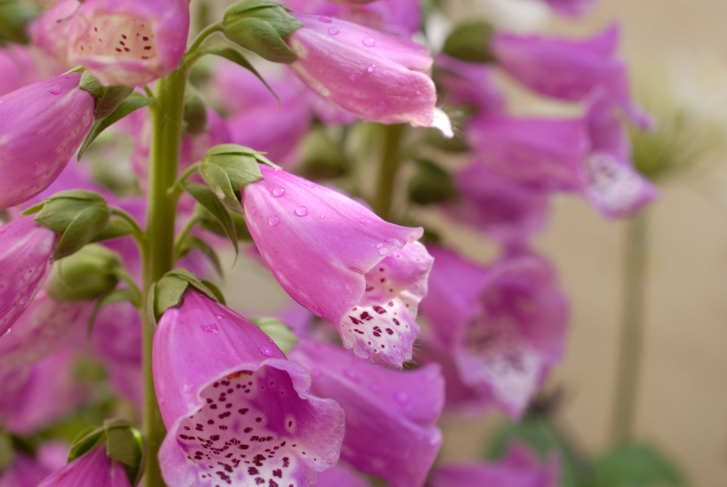 Digitalis purpurea, il rimedio che fa bene al cuore