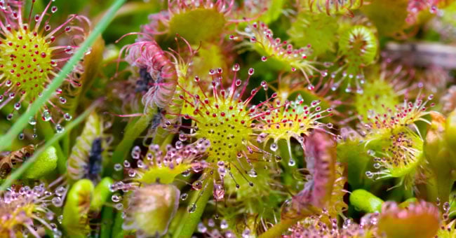 Drosera, il rimedio più efficace per sconfiggere la tosse secca