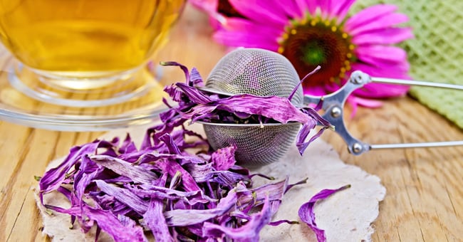 Echinacea: scopri proprietà, benefici e controindicazioni