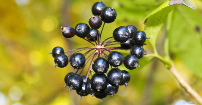 Eleuterococco: proprietà, modi d’uso e controindicazioni