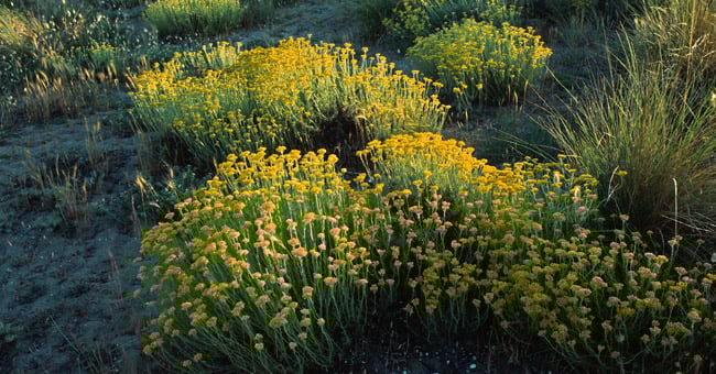 Elicriso: libera le vie respiratorie