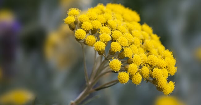 Elicriso: proprietà, benefici, tutti gli usi