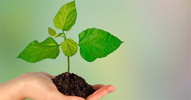 Erbe e rimedi giusti contro virus e bronchiti