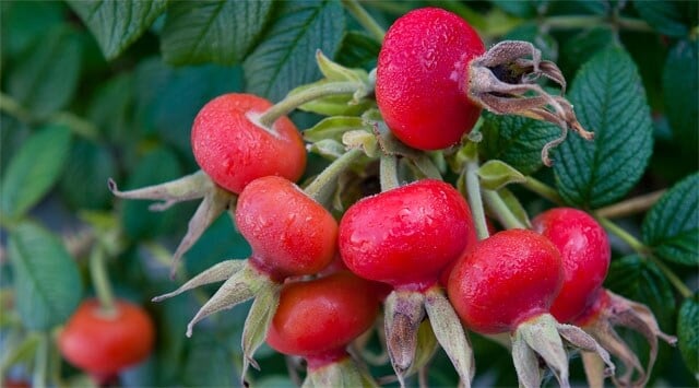 Esaurimento in vista? Prova wild rose