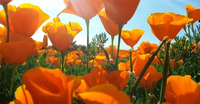 Escolzia contro le irritazioni intestinali del ciclo