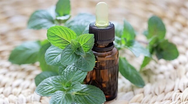 Eucalipto e menta, gli oli disinfettanti