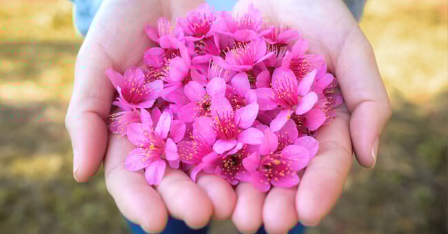 Per il tuo riequilibrio psicofisico, scegli i fiori himalayani