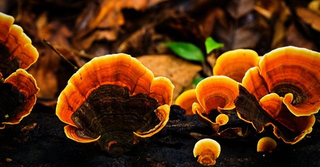 Funghi medicinali, cibo dell'immortalità