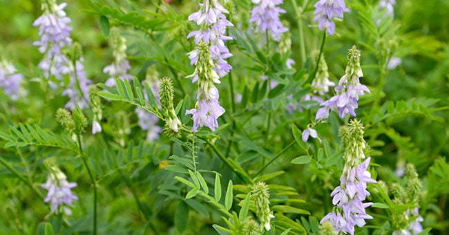 Galega, depura fegato e reni
