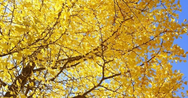 Ginkgo biloba: proprietà, benefici e tutti gli usi