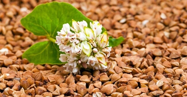 Grano saraceno, il ricostituente della tua estate