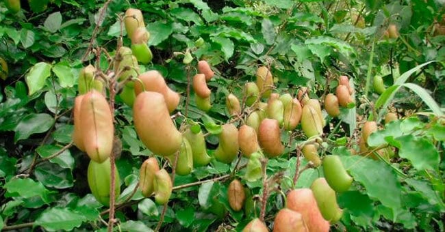 Griffonia, il ricostituente dei primi caldi