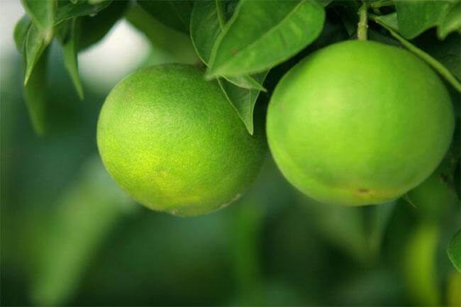 I mille usi del cedro