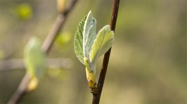 Il frassino riattiva la linfa vitale