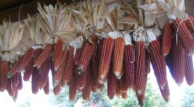 Il mais rosso scioglie l'adipe profondo