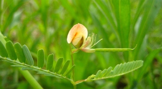 Ingrassi su glutei e fianchi? Usa la cassia