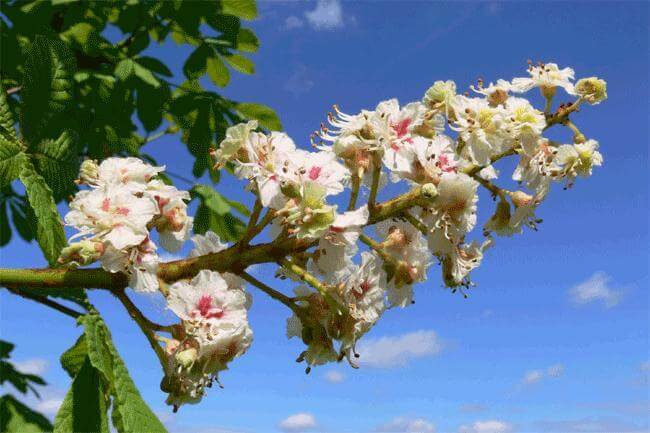 Ippocastano: l'alleato delle nostre gambe e della nostra pelle